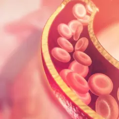 Przekrój naczynia krwionośnego z czerwonymi krwinkami. Wysoki poziom lipoproteiny może wpływać na przepływ.