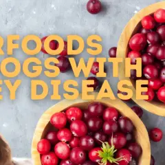 A cute dog peeks out next to bowls of cranberries, hinting at a kidney diet for dogs and top superfoods.
