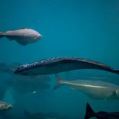 Pod wodą pływa ławica ryb, w tym jeden piękny halibut bałtycki z białymi kropkami na grzbiecie.