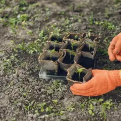 Ręce w pomarańczowych rękawiczkach sadzą młode rośliny bobu do gruntu. Idealny czas, kiedy sadzić bób do gruntu, to wiosna.