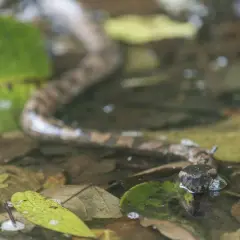 Tête de vipère émergeant de l'eau parmi les feuilles mortes, un danger potentiel pour un chien.