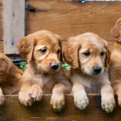 Ile karmy dla szczeniaka golden retriever - uniknij błędów w dawkowaniu