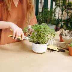Une personne utilise des ciseaux pour tailler une plante d'intérieur, une étape clé pour savoir comment faire revivre une plante d'intérieur.