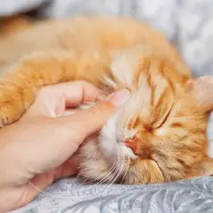 Un gato naranja duerme plácidamente mientras una mano le acaricia la cabeza. Se oye cómo mi gato ronca suavemente.
