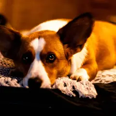 Smutny corgi leży na kocu, tęskniąc za swoją karmą wataha.