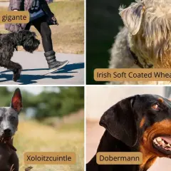 Schnauzer gigante, Irish Soft Coated Wheaten Terrier, Xoloitzcuintle y Dobermann. Algunas razas de perros hipoalergénicos grandes son ideales para familias.