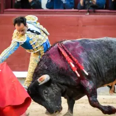 Un torero con traje de luces se enfrenta a un toro herido en la arena. El toro, con sangre en el lomo, embiste con fuerza.