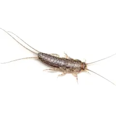 Skuteczne sposoby na to, jak się pozbyć rybików z mieszkania