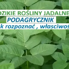 Jak rozpoznać podagrycznik? Kluczowe cechy i pułapki