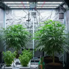 Tenda per coltivazioni indoor con piante rigogliose sotto luci LED. Un termometro digitale segna 39 gradi.