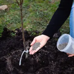 Ręka rozsypuje nawóz pod młode drzewko. Obornik gołębi to świetny dodatek do warzyw i owoców.