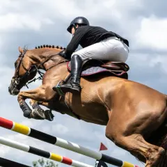Jeździec na kasztanowatym koniu sportowym pokonuje przeszkodę.