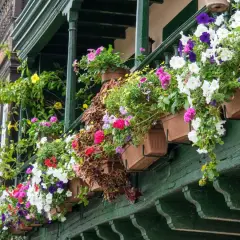 Kolorowe kwiaty w skrzynkach na zielonym balkonie. Idealne jakie kwiaty na balkon w kwietniu, by cieszyć się wiosną.