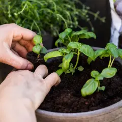 Händer planterar små basilika plantor i en kruka. Snart kan du njuta av att odla basilika hemma.