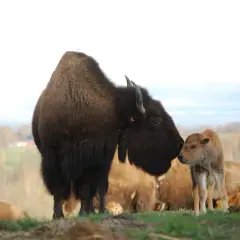 En buffelfamilj på bisonfarmen i Gåte, Sverige. En vuxen bison buffar sin kalv.