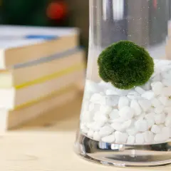 Une algue boule verte, comme une petite planète, flotte dans un vase rempli de cailloux blancs.