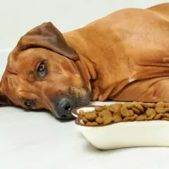 A sad, brown dog lies next to a full bowl of kibble, making you wonder, "why is my dog not eating?