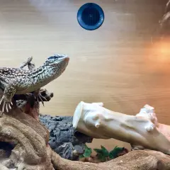Jaszczurka w terrarium na gałęzi, obok żarówki grzewczej.