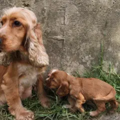 Uroczy szczeniak cocker spaniela przy mamie. Zastanawiasz się nad cocker spaniel cena?