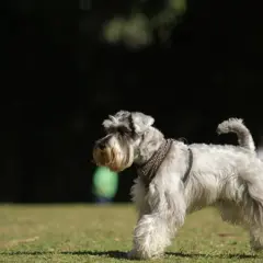 Un schnauzer miniatura, con su característico temperamento juguetón, pasea por el césped.