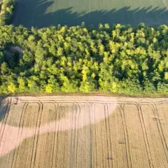 Działka leśna: Co zbudujesz legalnie? Sprawdź zanim kupisz!