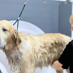 Złoty retriever w wannie, mokry, z widocznym gęstym podszerstkiem, podczas kąpieli.