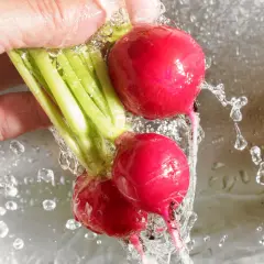 Frische Radieschen werden unter fließendem Wasser gewaschen, bereit zur Lagerung.