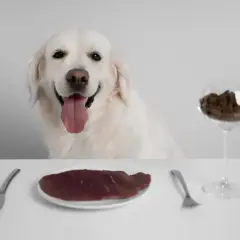 Uśmiechnięty pies czeka na posiłek. Na stole talerz z surowym mięsem i kieliszek z karmą. Czy pies może jeść surowe mięso?