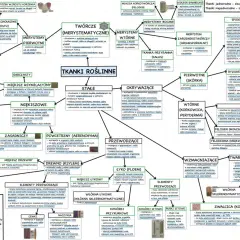 Schemat tkanki roślinne: rodzaje, funkcje, przykłady.
