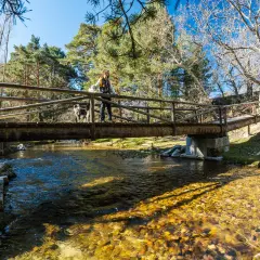 Hombre y perro cruzan un puente de madera sobre un río cristalino. El sol ilumina el lecho pedregoso, como si fuera la boca del asno.