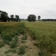 Pole z łubinem i gorczycą na poplon. Widać wyraźny podział między roślinami.