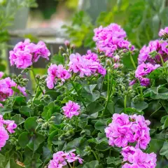 Kaskada różowych kwiatów pelargonii zwisającej pełnokwiatowej tworzy bujną, kwitnącą kompozycję.