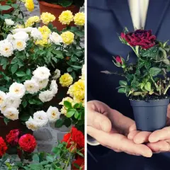Dwa ujęcia: po lewej bujne róże w doniczkach (białe, żółte, czerwone), po prawej dłonie trzymają małą, czerwoną różę w doniczce z biedronki.