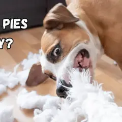Znudzony pies rozszarpuje poduszkę, rozsypując białe wypełnienie po całym pokoju.