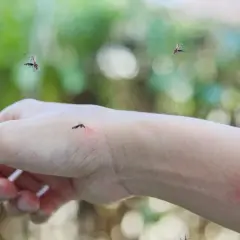 Komary krążą wokół ręki, na której widać zaczerwienienie po ugryzieniu. Szukasz co na ugryzienie komara?