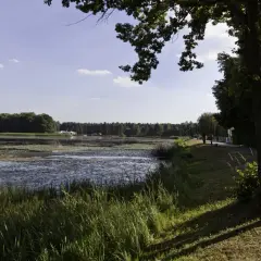 Spokojny zalew zielona woda, porośnięta liliami wodnymi, otoczona lasem. Ścieżka wzdłuż brzegu zaprasza do spaceru.