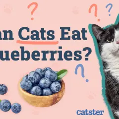 A black and white cat looks curiously at a bowl of blueberries, with the text "Can Cats Eat Blueberries?" prominently displayed.
