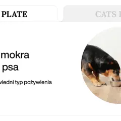 Sucha czy mokra karma dla psa? Poznaj wady, zalety i wybierz mądrze
