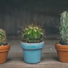 Tres cactus en macetas, uno azul y dos de terracota. ¿Cada cuanto se riega un cactus? Poco, ¡son resistentes!