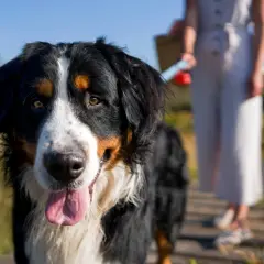 Un perro de montaña Bernés, uno de los nombres de razas de perros grandes, sonríe con la lengua fuera mientras una persona se mantiene a distancia.