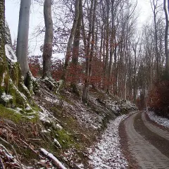 Wzmocnienie skarpy przed osuwaniem: potężne korzenie drzew i mech stabilizują zbocze leśnej drogi pokrytej śniegiem.