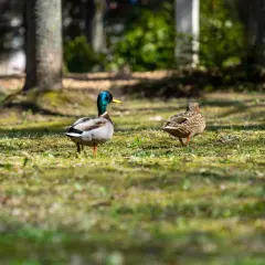 Kiedy jest sezon na kaczki? Sprawdź ważne daty i zasady polowania