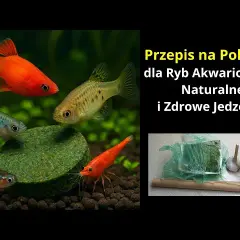 Jak zrobić paszę dla ryb, by zapewnić im zdrową dietę w domu