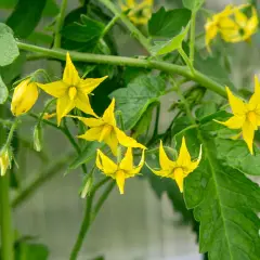Des fleurs de tomate jaunes éclosent sur une tige verte. Si vous vous demandez pourquoi mes tomates ne fleurissent pas, regardez la lumière et l'eau.