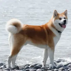 Akita: Groźna czy źle wychowana? Prawda o charakterze rasy.