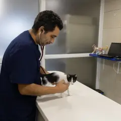 Clínica Veterinaria Santa Mariña: atención de calidad para tu mascota
