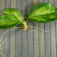 Ein Steckling einer Porzellanblume mit Wurzeln, bereit zum porzellanblume vermehren.