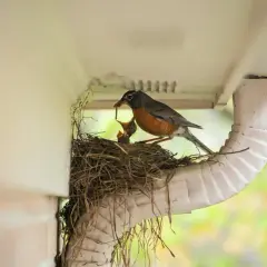 Ein Rotkehlchen füttert seine Jungen im Nest unter einer Dachrinne.