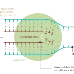 Schéma de la réplication de l'ADN : l'ADN polymérase crée une nouvelle molécule fille en assemblant des nucléotides libres, suivant le brin mère.