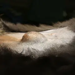 Wygląda na to, że pies ma pępek, choć jest on niewielki i trudno go dostrzec pod sierścią.